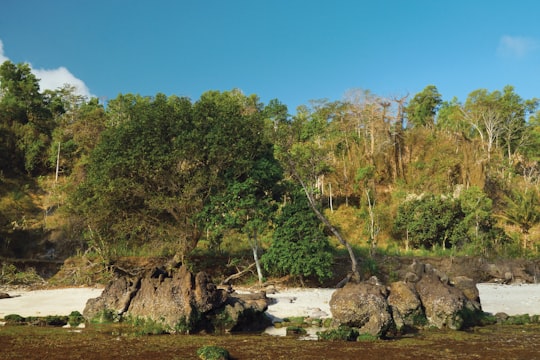 green trees near river during daytime in Yogyakarta Indonesia