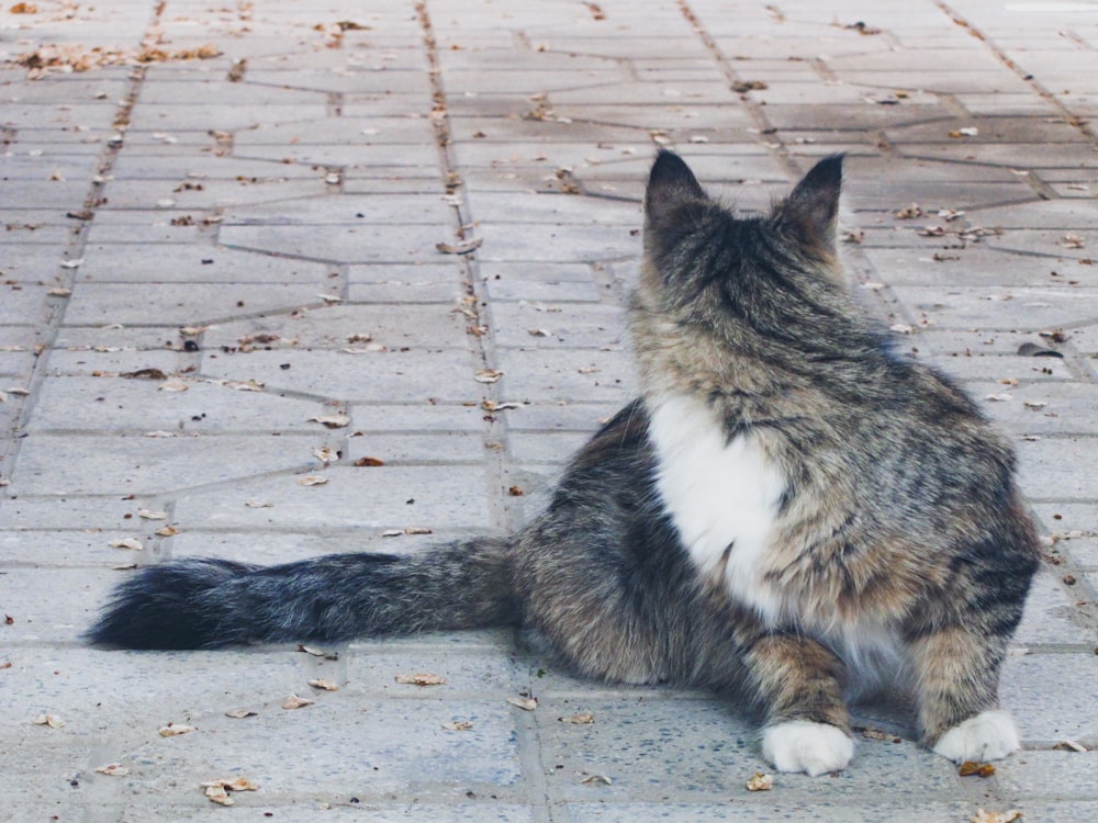 brown tabby cat lying on floor