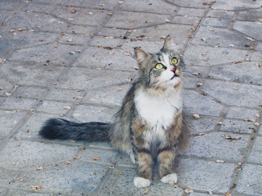 brown and white cat on gray concrete floor in Karaj Iran
