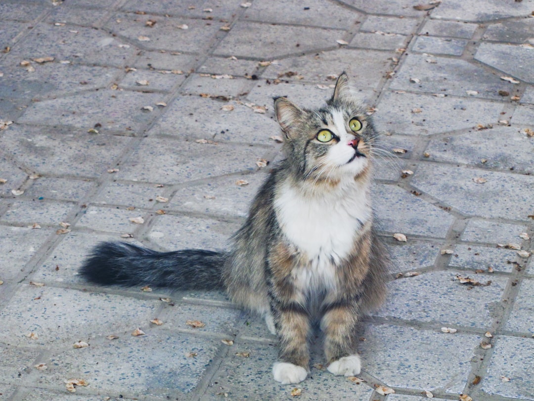 Norwegian forest cat photo spot Karaj Iran