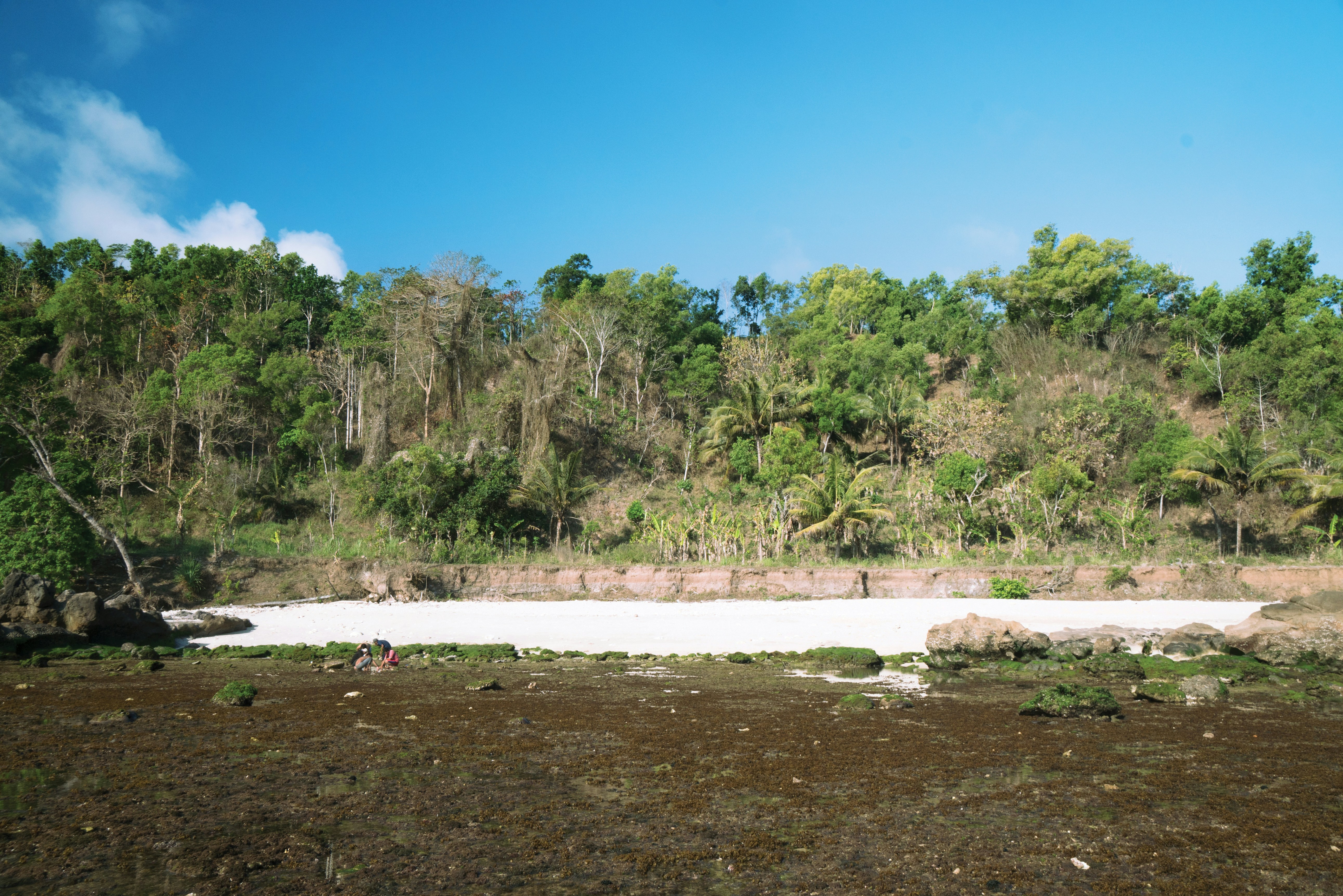 green trees on brown sand beach during daytime - Yogyakarta