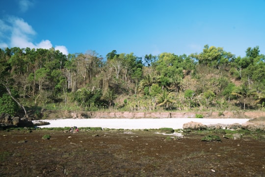 green trees on brown sand beach during daytime in Yogyakarta Indonesia