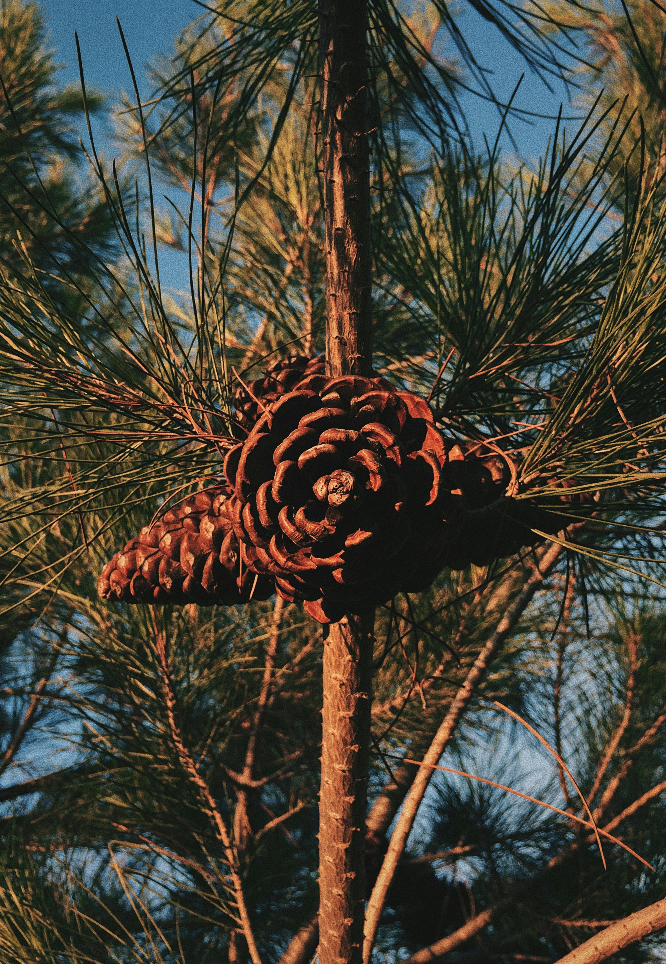 pine cone wallpaper, wallpaper, Pine Cone Crafts for Adults: Sell & Make Money 2