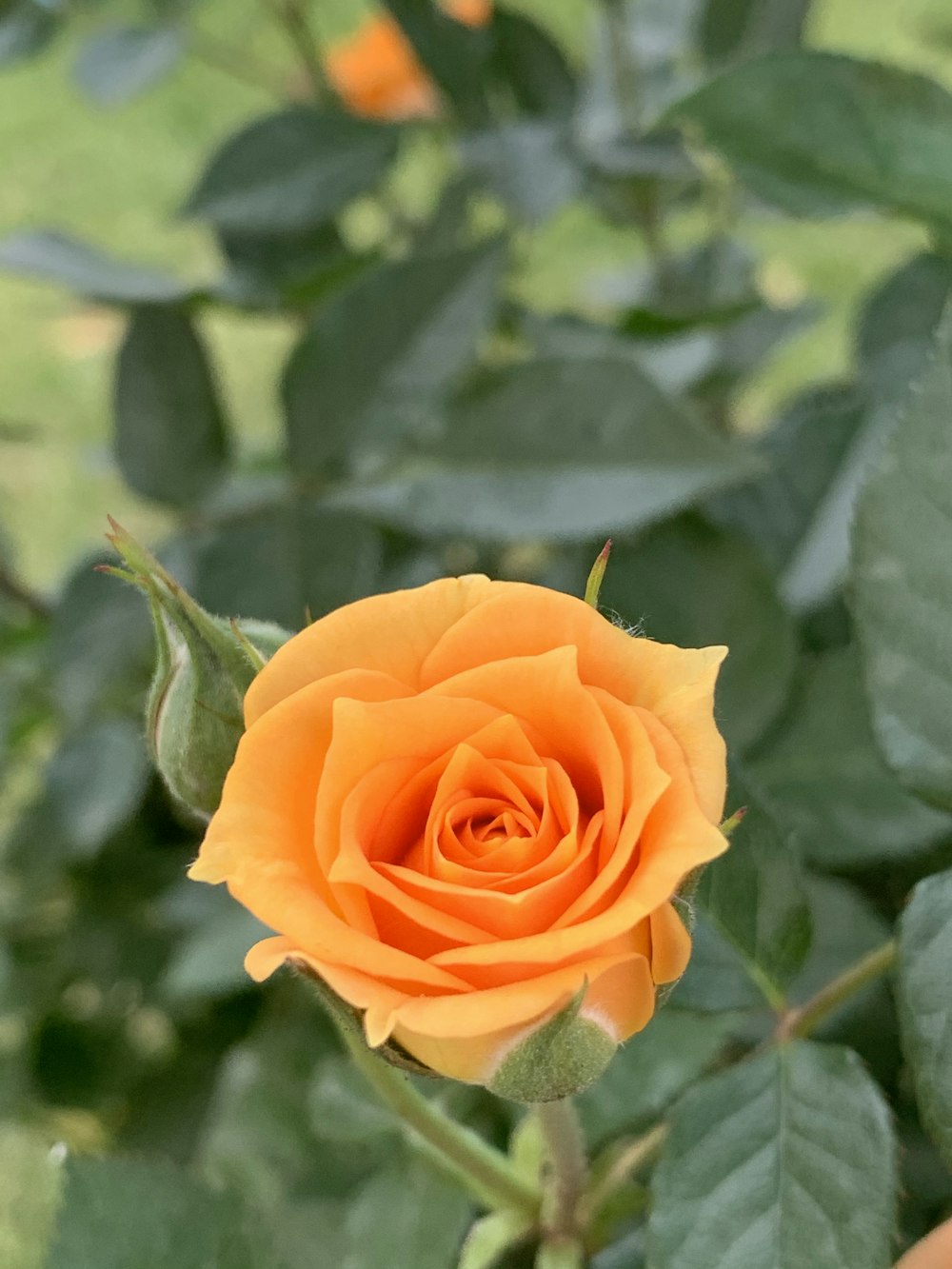 rosa alaranjada em flor durante o dia