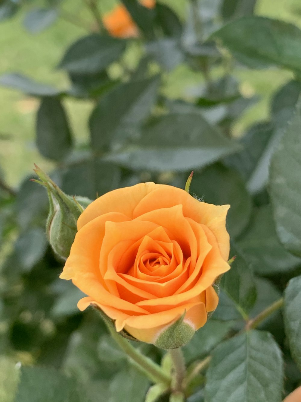 500+ Orange Rose Pictures | Download Free Images on Unsplash