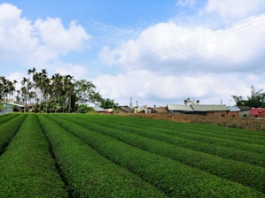 green grass field under blue sky during daytime