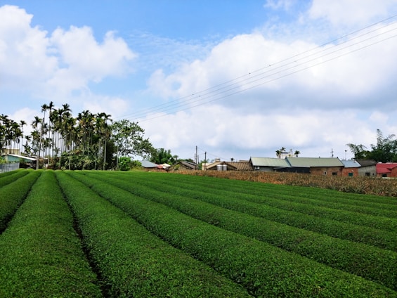 green grass field under blue sky during daytime