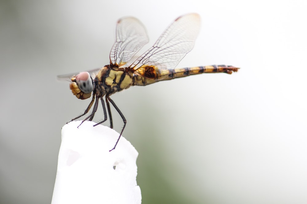 yellow and black dragonfly on white flower