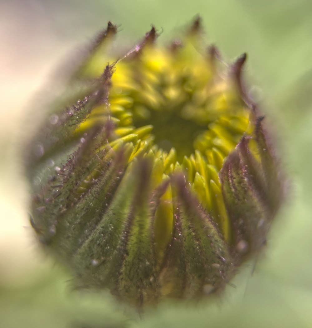 green and yellow flower in macro lens