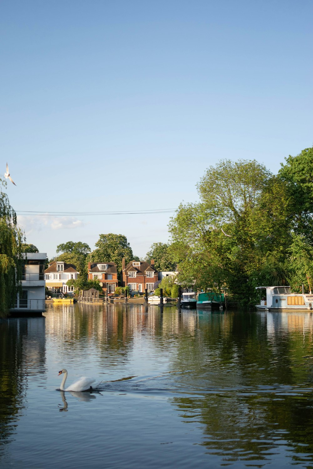 green trees beside body of water during daytime