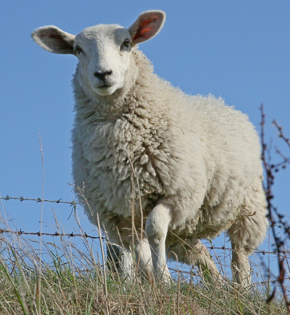 oveja blanca en hierba verde durante el día