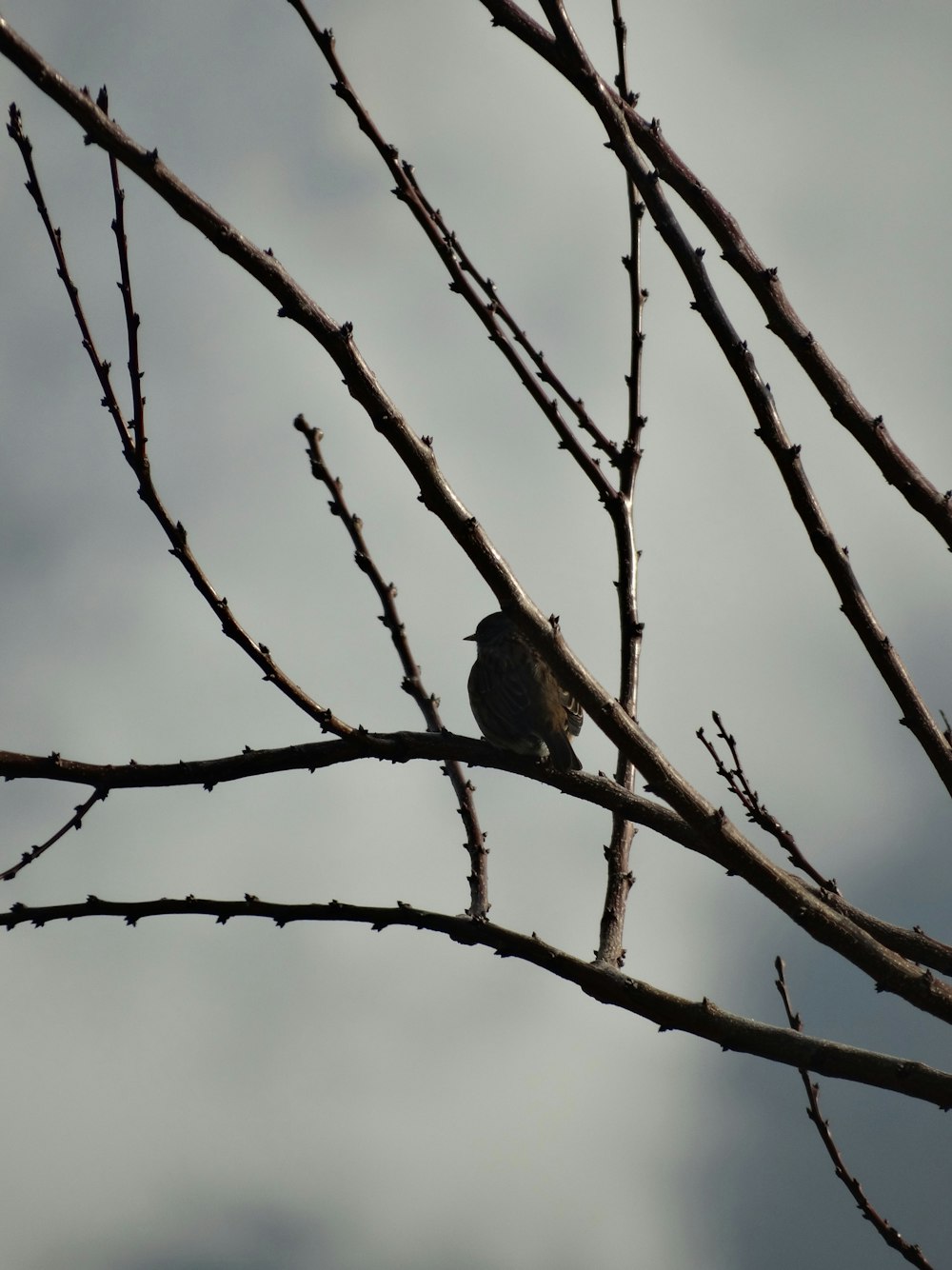 black bird on brown tree branch during daytime