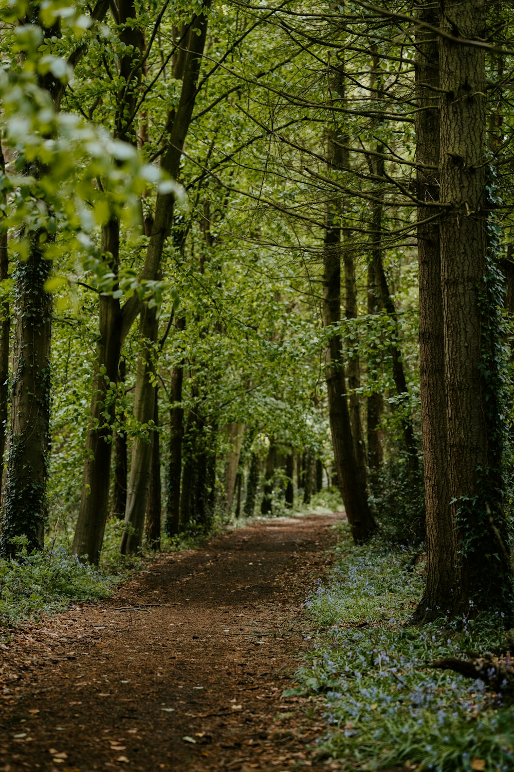 green trees on brown dirt road