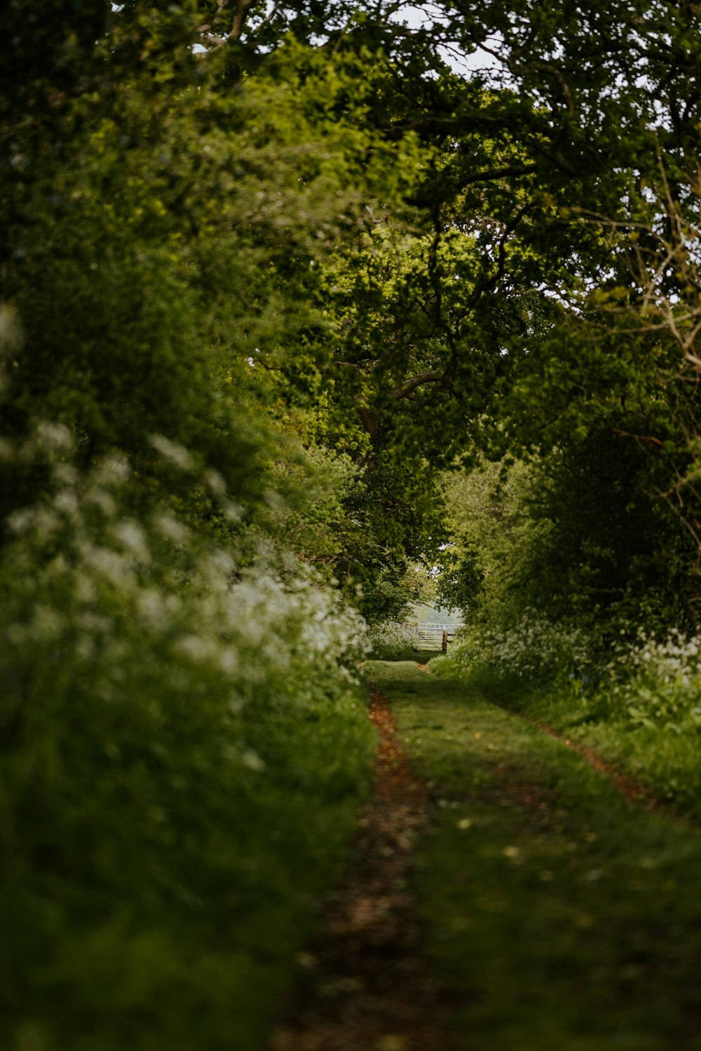 green grass and green trees