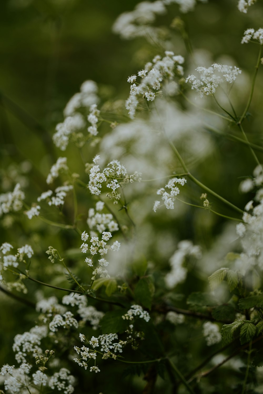 white flowers in tilt shift lens