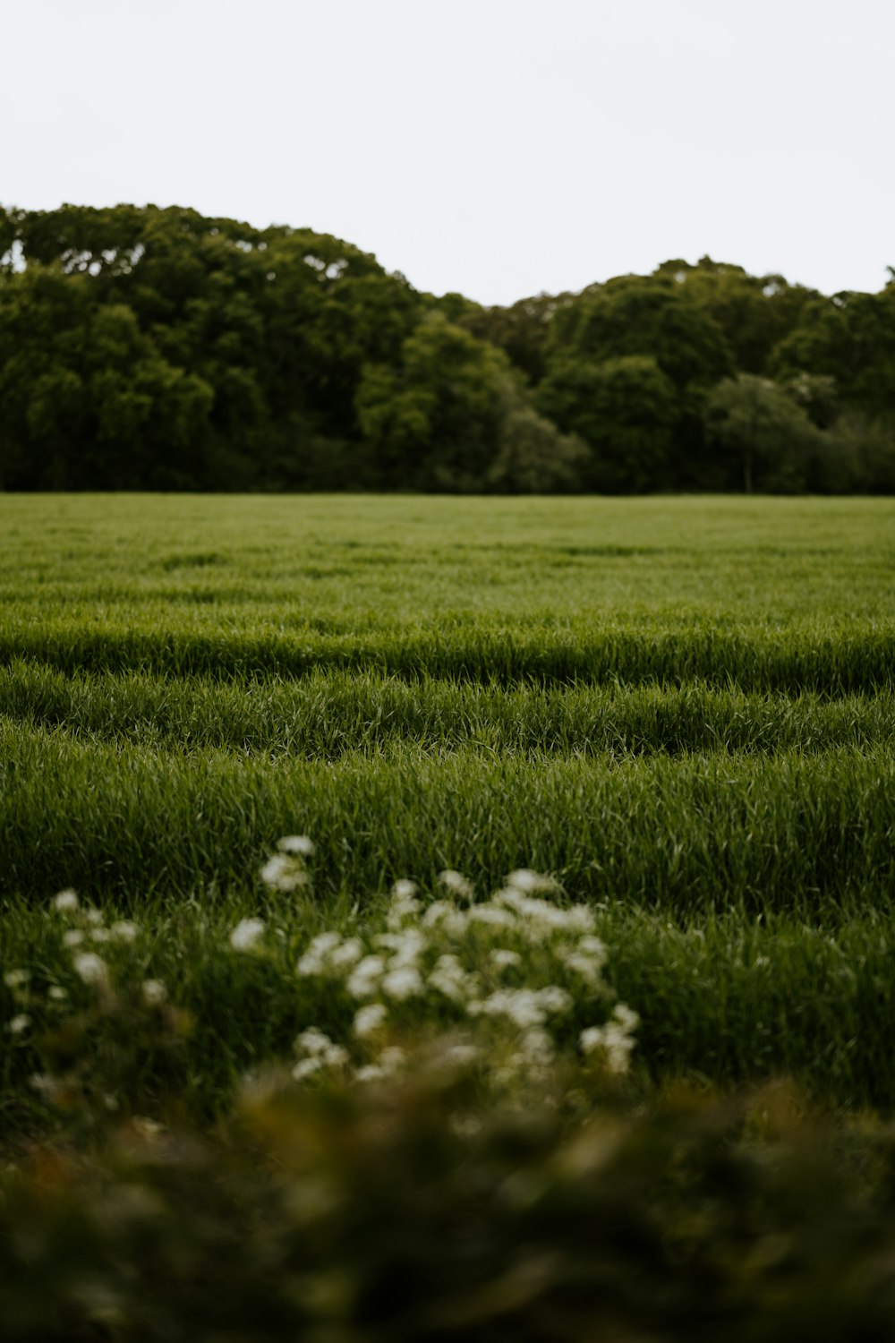 white flowers on green grass field during daytime