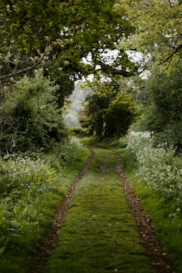 A narrow path leading to a hidden waterfall framed by vibrant flowers.