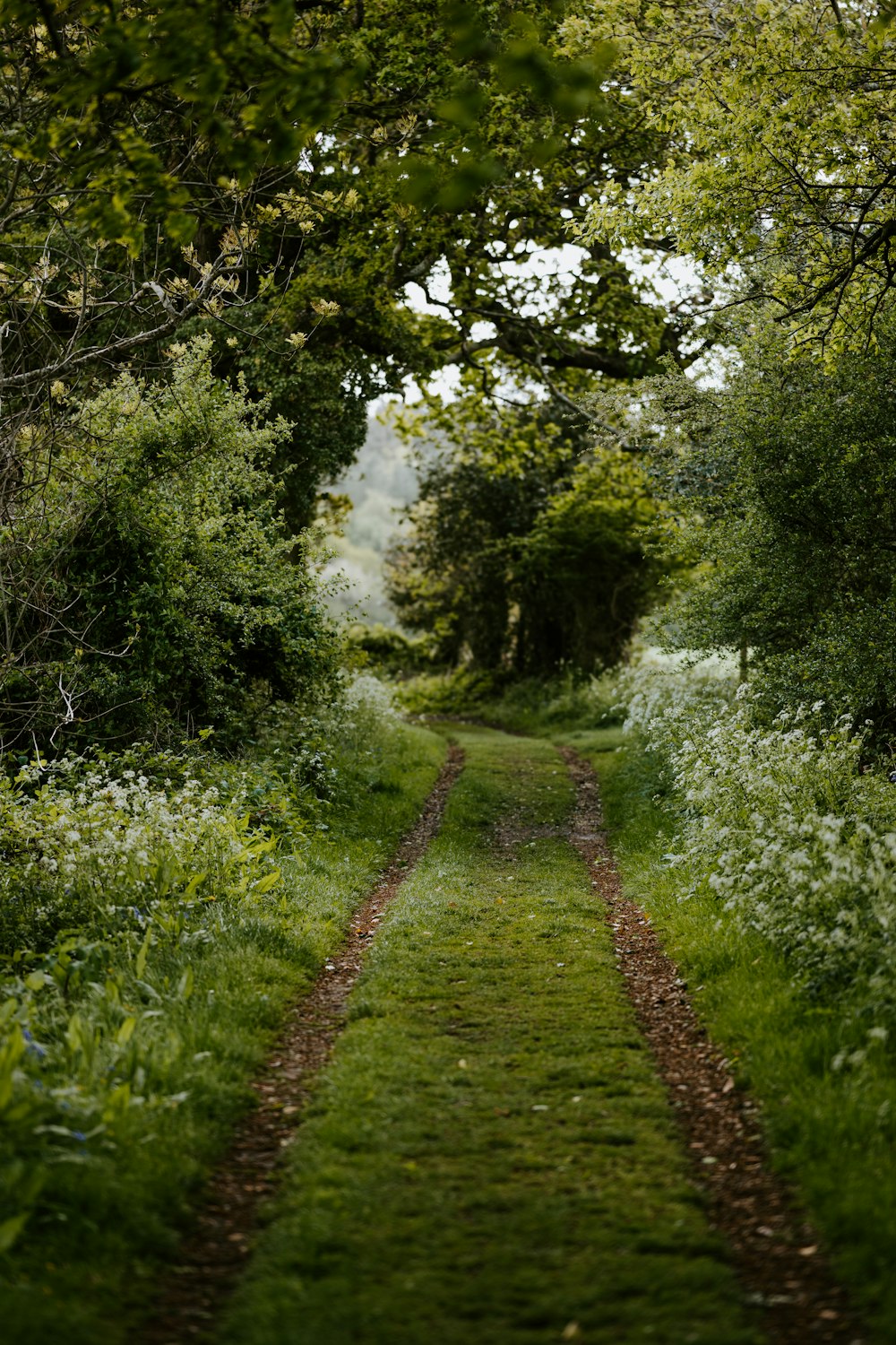 green grass and green trees