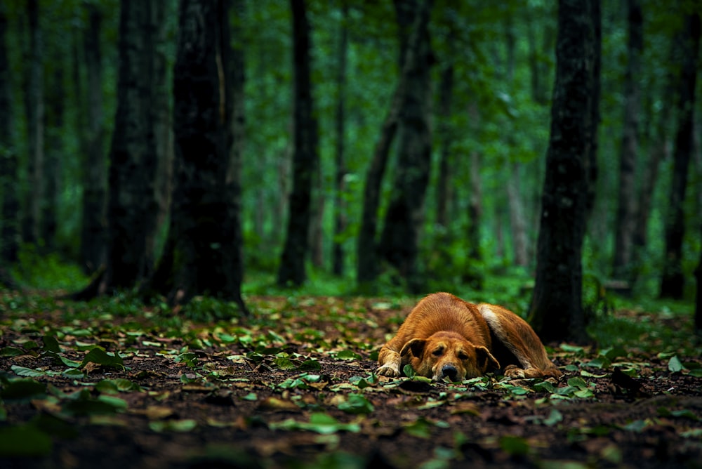 brown short coated dog lying on ground surrounded by trees during daytime