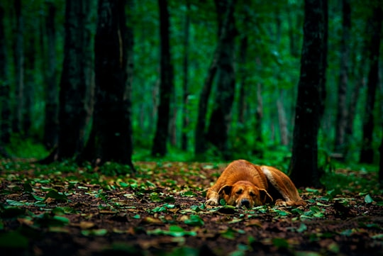 brown short coated dog lying on ground surrounded by trees during daytime in Shirgah Iran