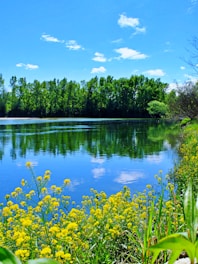 green trees beside lake under blue sky during daytime