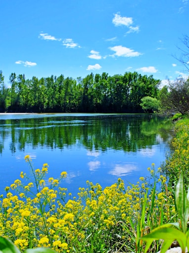 green trees beside lake under blue sky during daytime