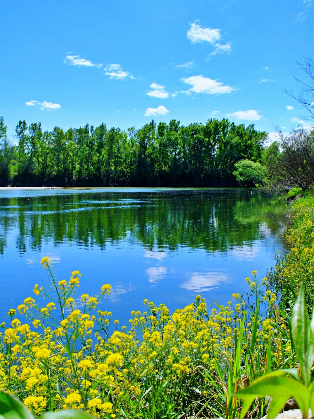 green trees beside lake under blue sky during daytime