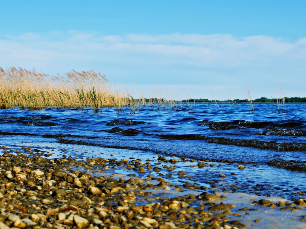 brown grass on water under blue sky during daytime