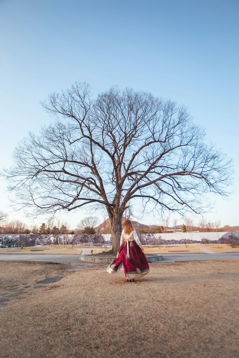 leafless tree on brown field during daytime