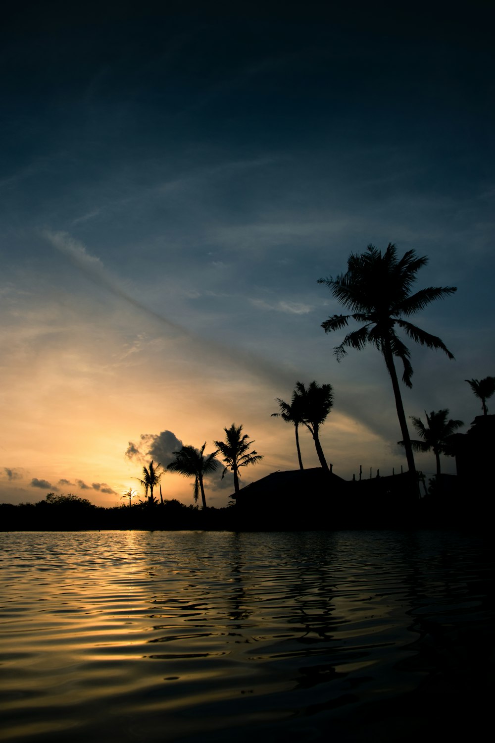 silhouette of palm trees near body of water during sunset