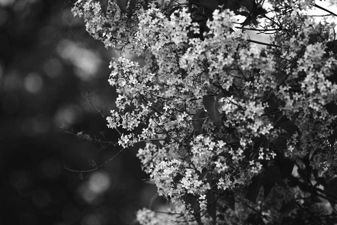 grayscale photo of flower in bloom