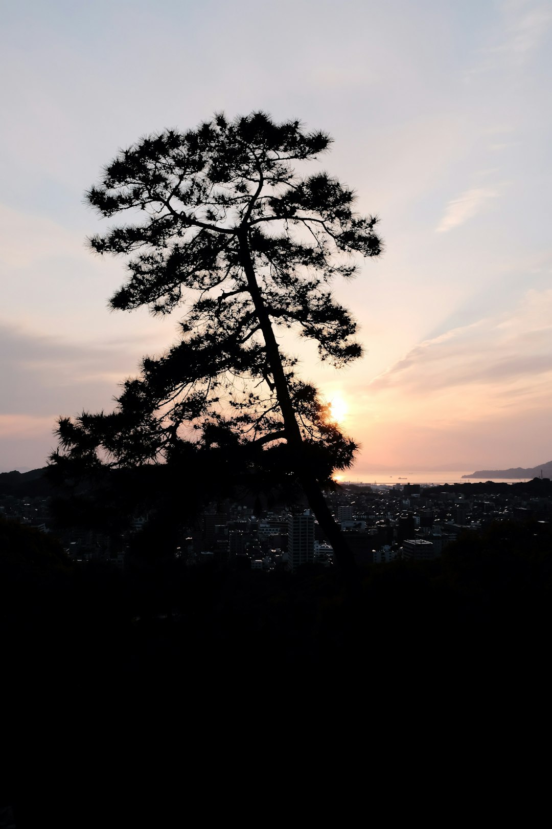 silhouette of tree during sunset