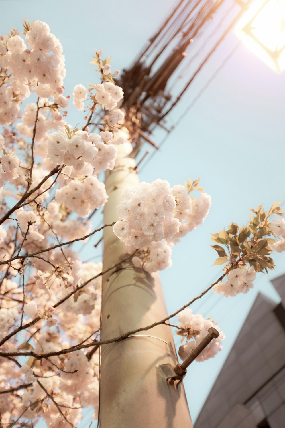 white cherry blossom tree during daytime