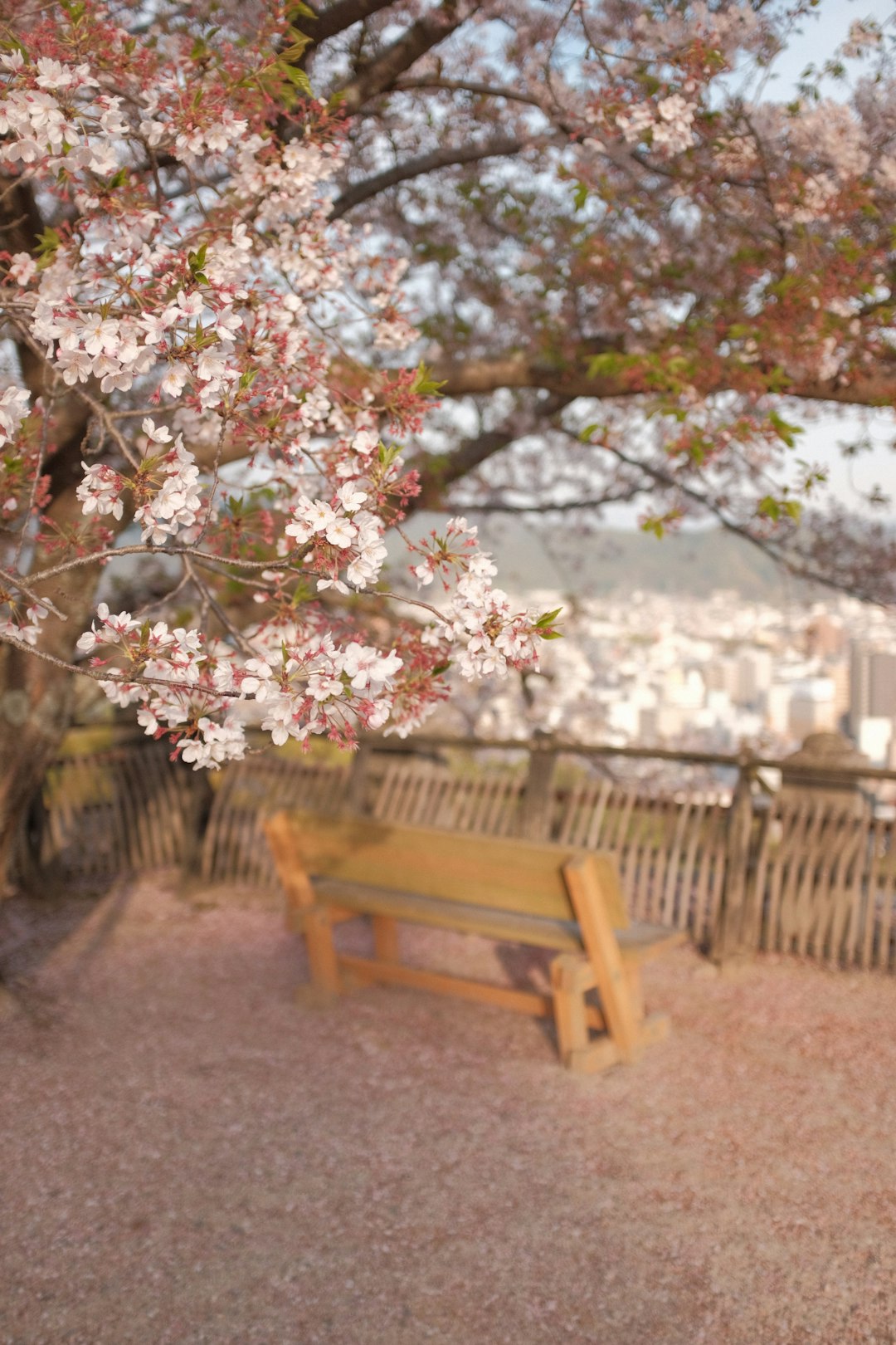 brown wooden bench under white and pink cherry blossom tree during daytime