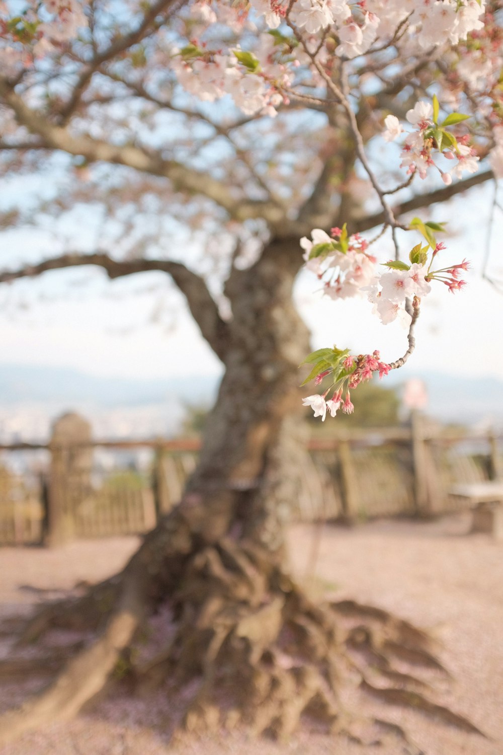 white flower on brown tree trunk during daytime