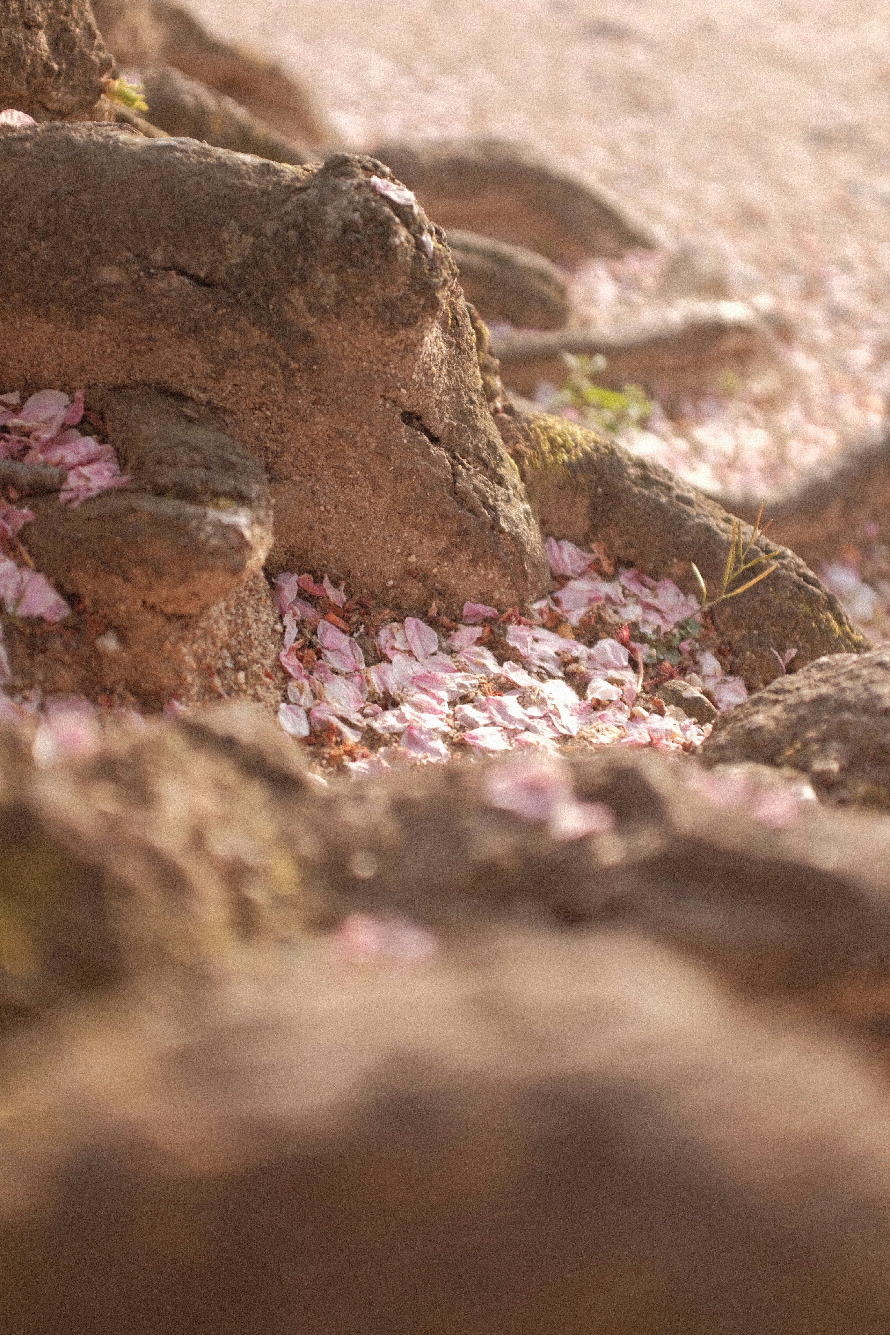 pink petals on brown rock