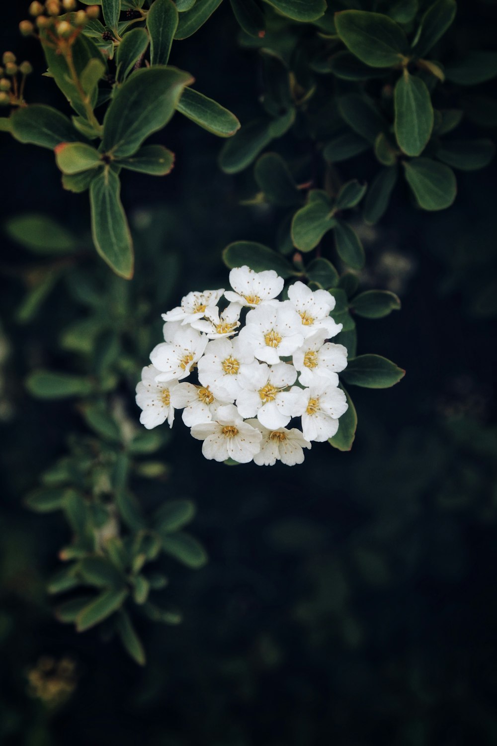 white flower in tilt shift lens