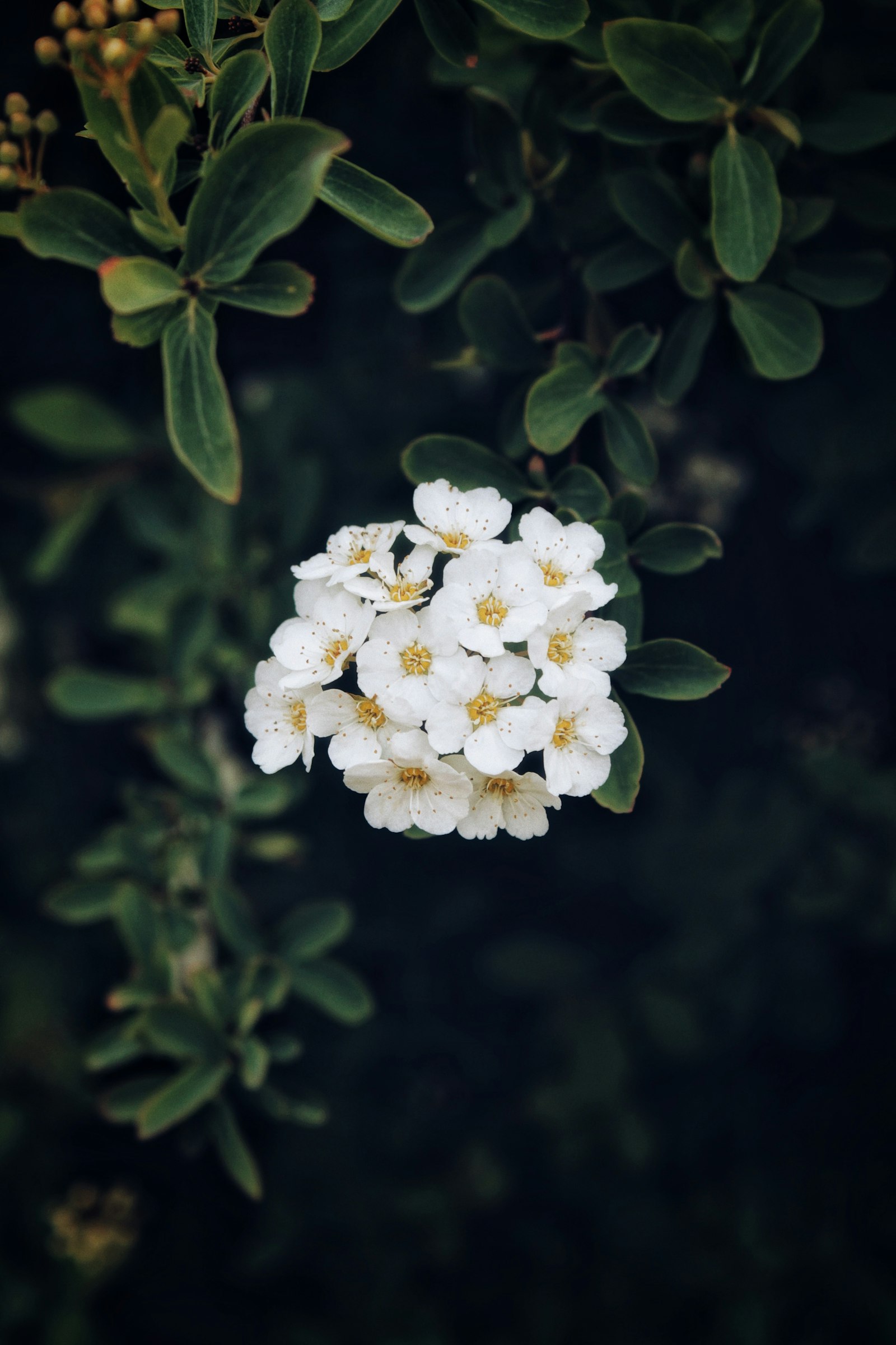 Canon EOS 1100D (EOS Rebel T3 / EOS Kiss X50) sample photo. White flower in tilt photography