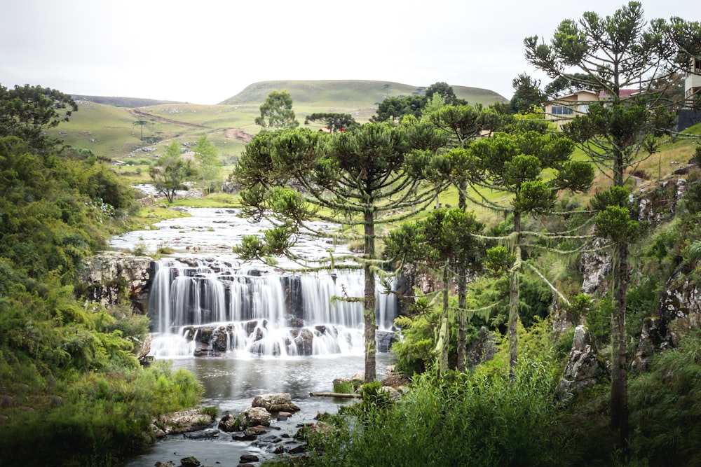 green trees near waterfalls during daytime