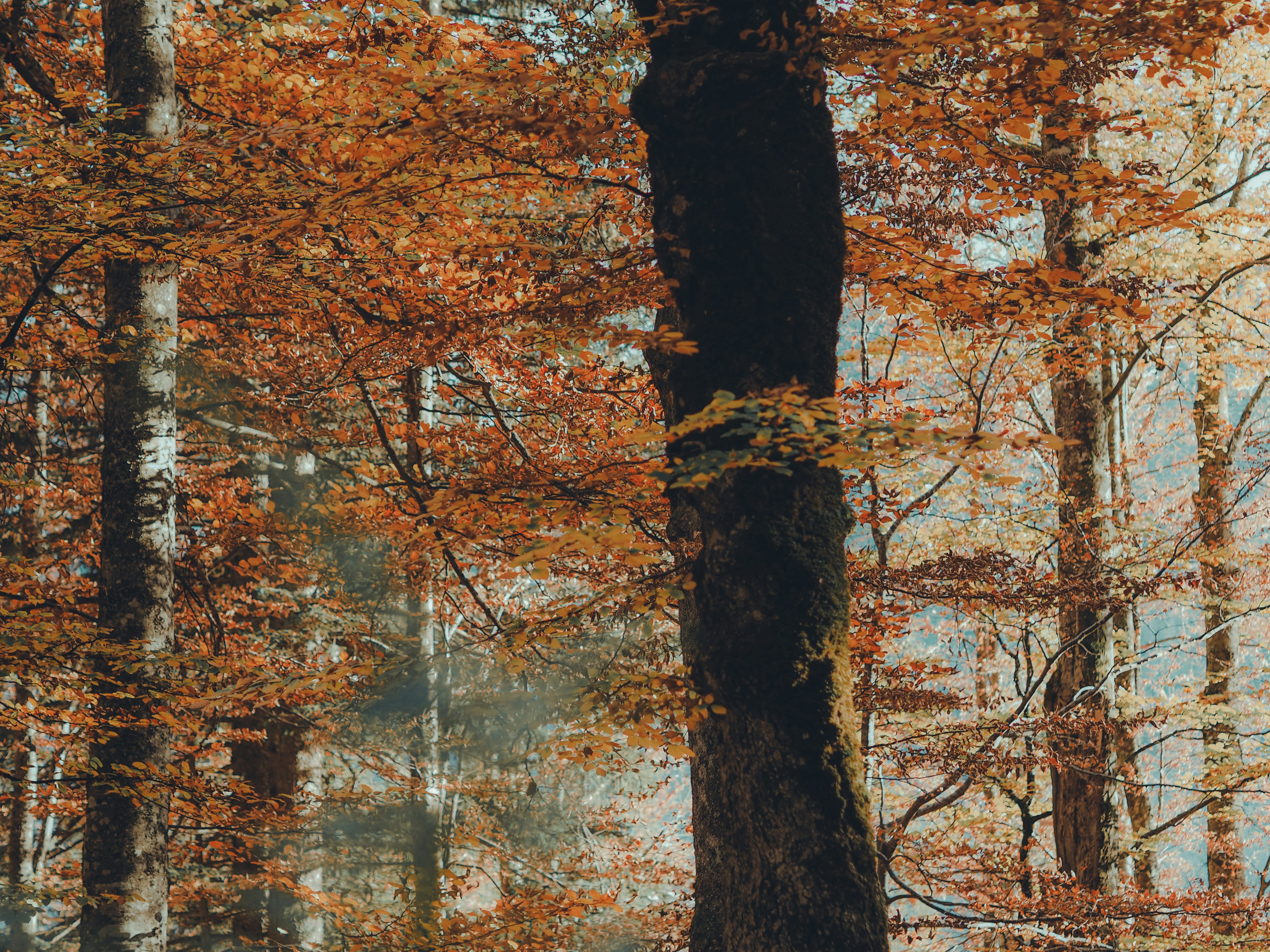 Photo by laurachouette