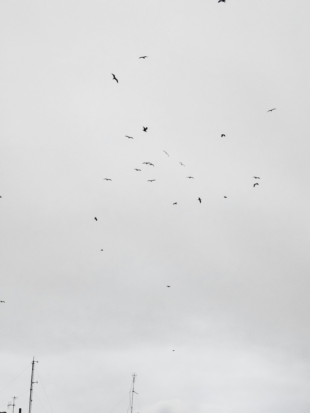 flock of birds flying during daytime