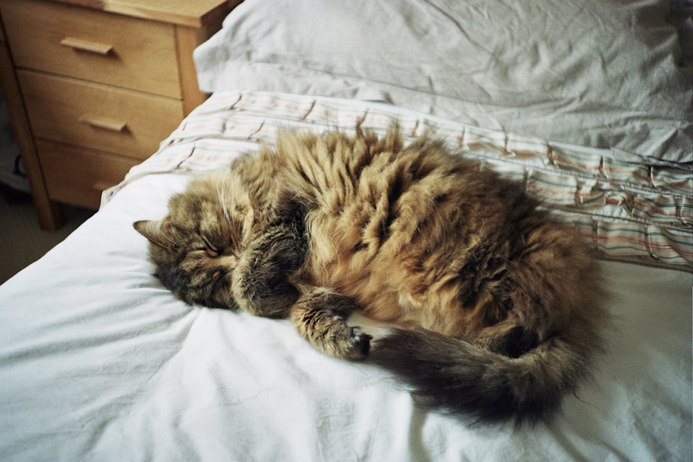 brown tabby cat lying on bed