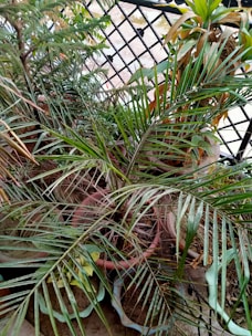 Multiple potted plants with various types of foliage are placed close together on a balcony with a black metal railing in the background. The plants include long, slender green leaves and some with broader, yellow-edged leaves among others. The scene looks lush and dense with an assortment of greenery.