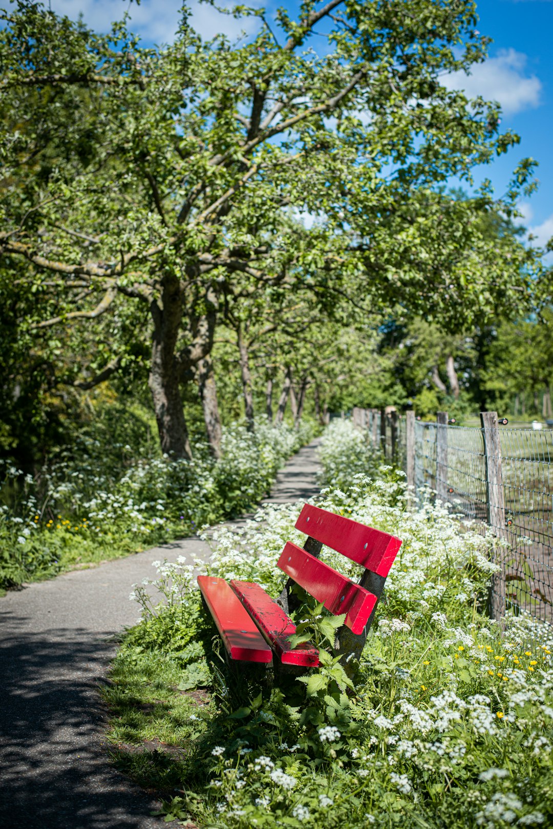 red wooden bench near green trees during daytime