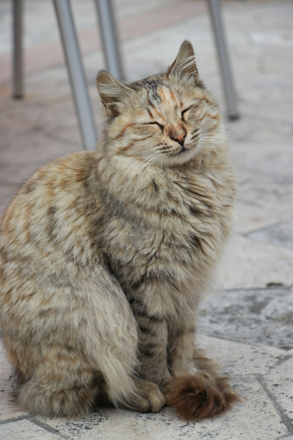 brown tabby cat sitting on gray concrete floor during daytime