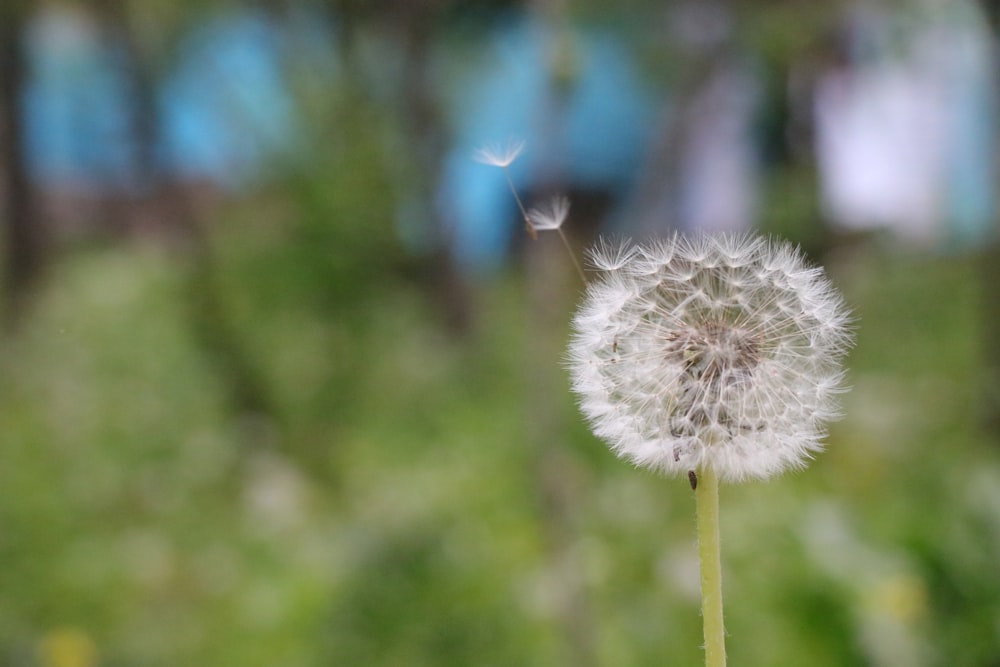 white dandelion in close up photography