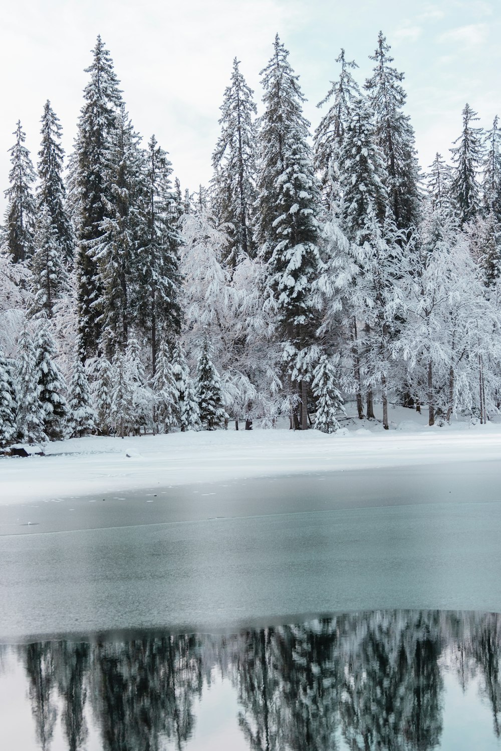 snow covered trees during daytime