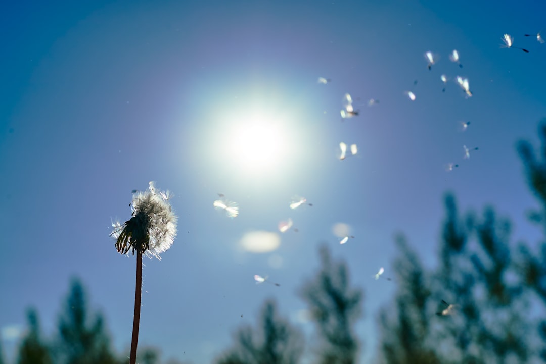 white dandelion in close up photography