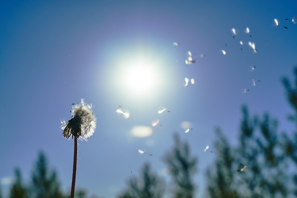 white dandelion in close up photography