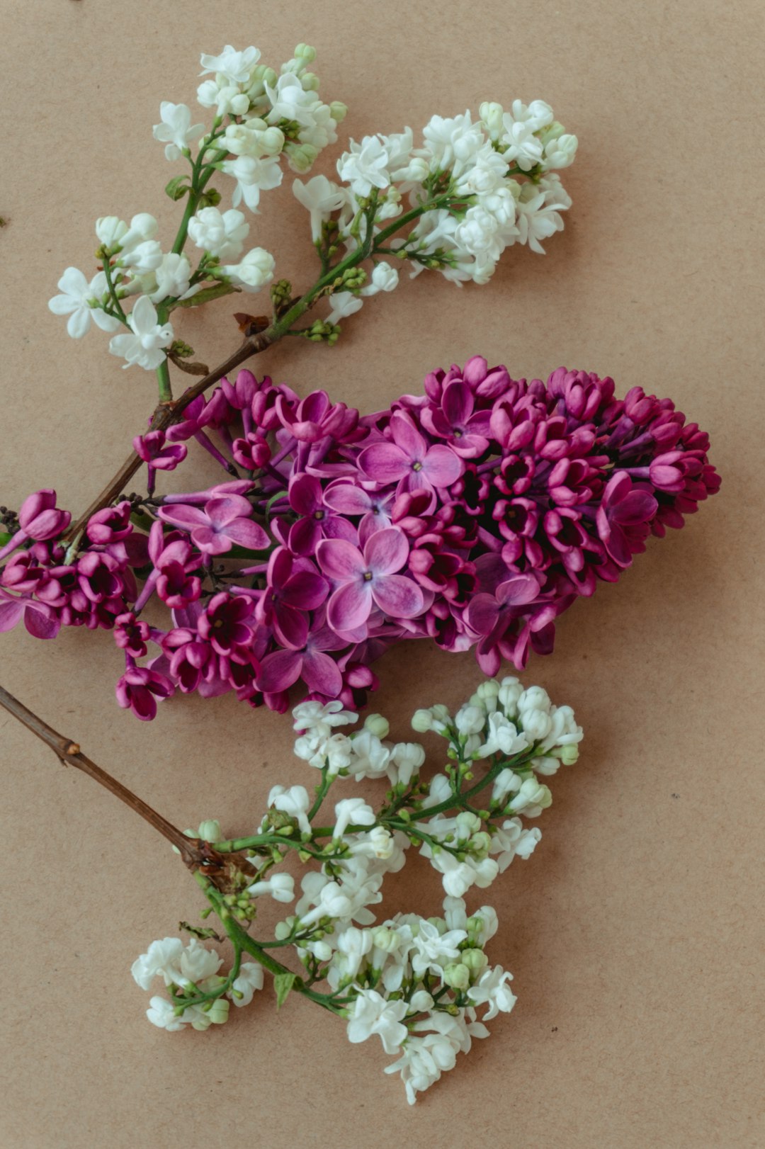 purple and white flowers on brown surface